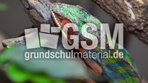 Pantherchamäleon (2).jpg